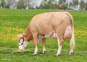 F- Cow
MAJESTAET PP* - FABIOLA